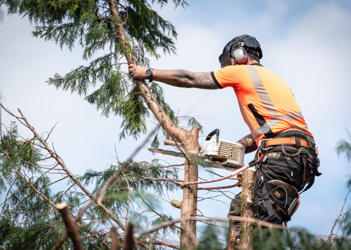 Trees cut back Doncaster tree surgery work